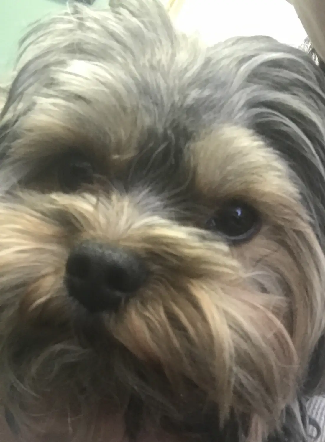 Close up of a Yorkshire Terrier's face.